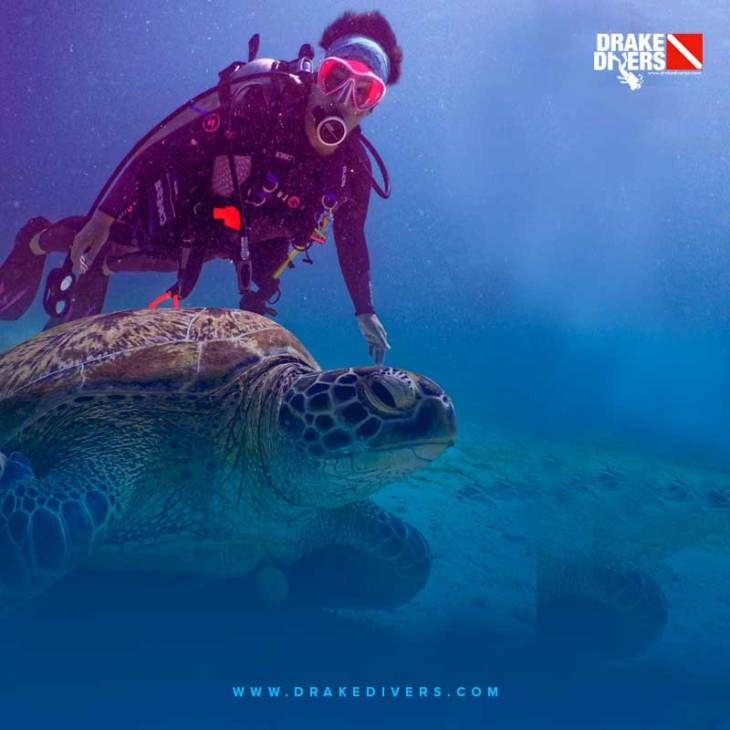 Vive una verdadera experiencia de buceo