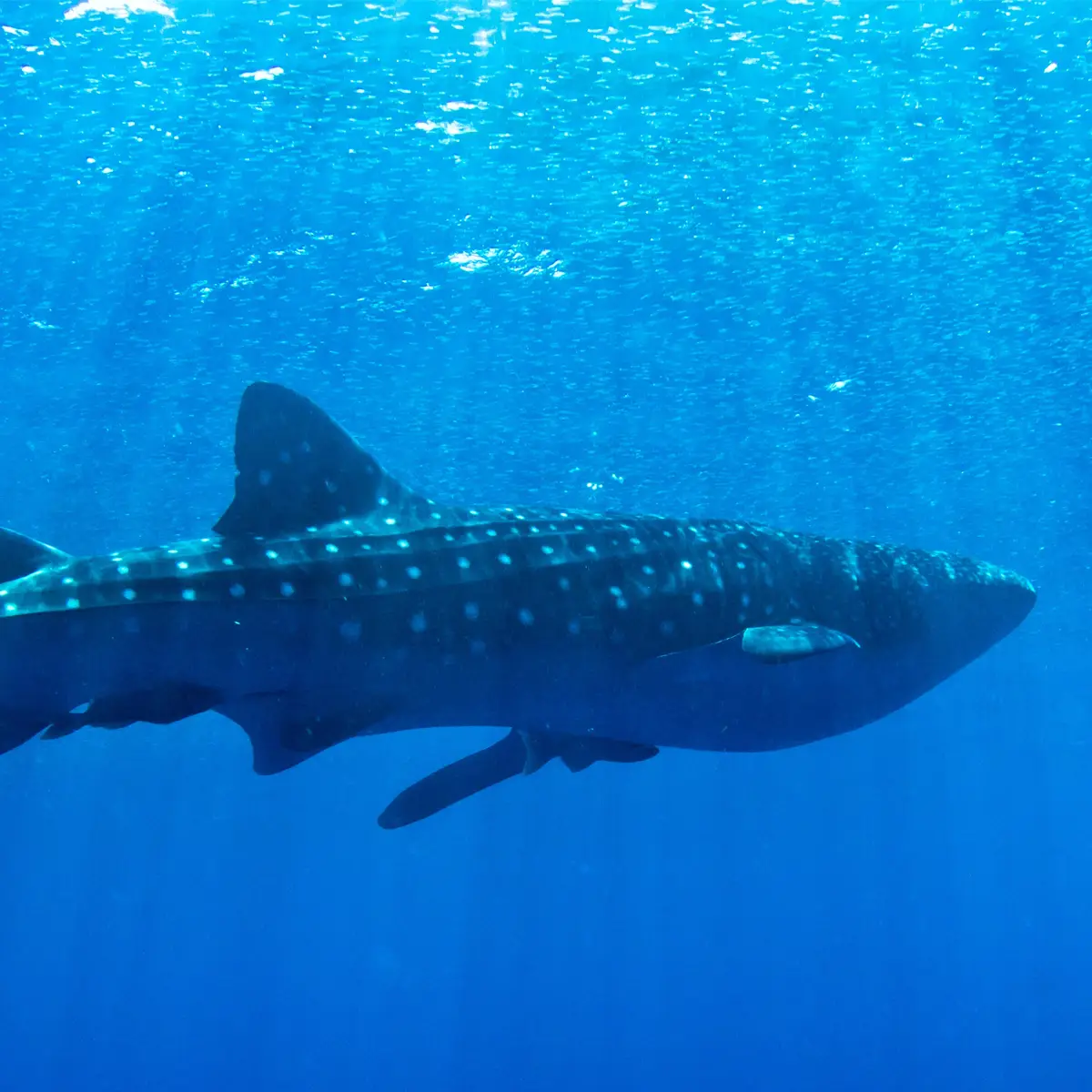 Ballena jorobada