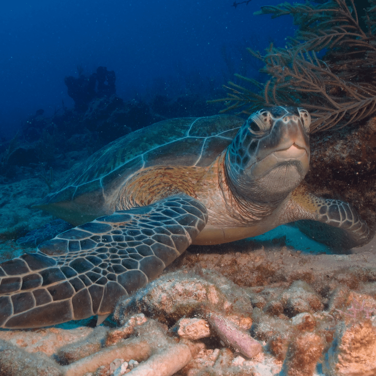 Tortuga 2