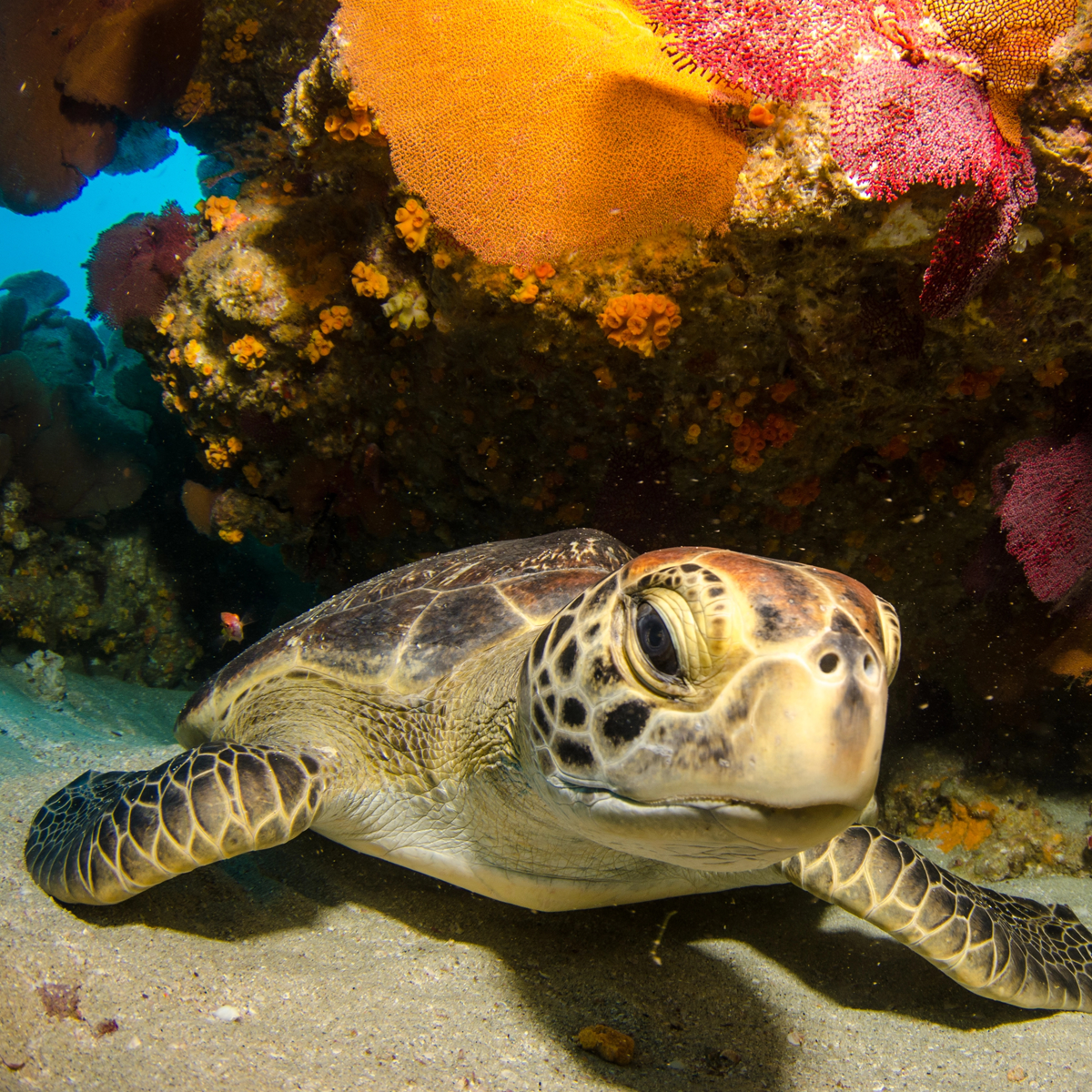 Tortuga