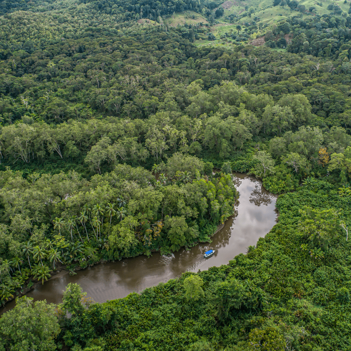 Manglar Osa