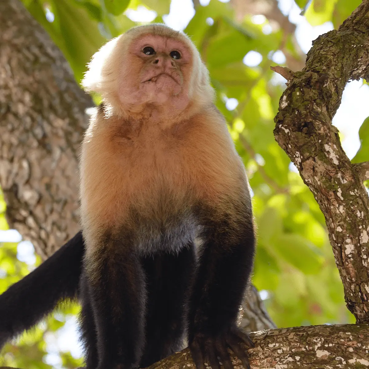 Home 16 Mono Capuchino