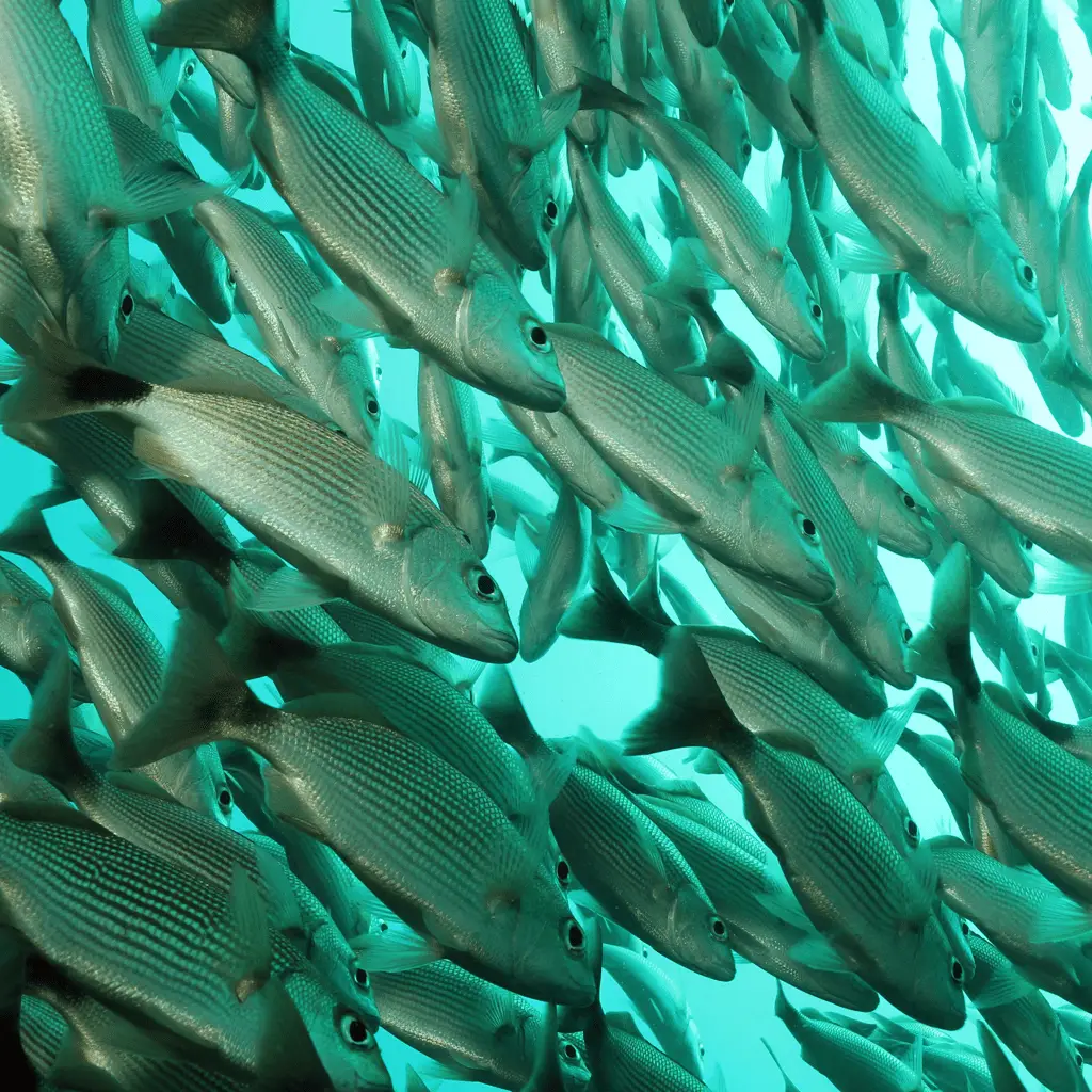 Peces Isla del cano
