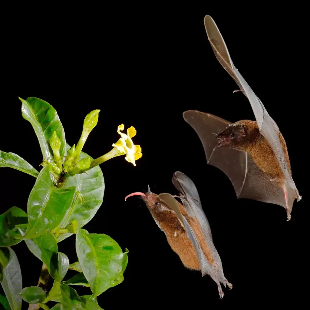 Bat-Corcovado-