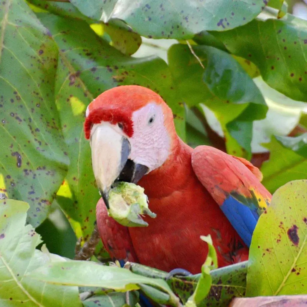 Bird-Costa-Rica