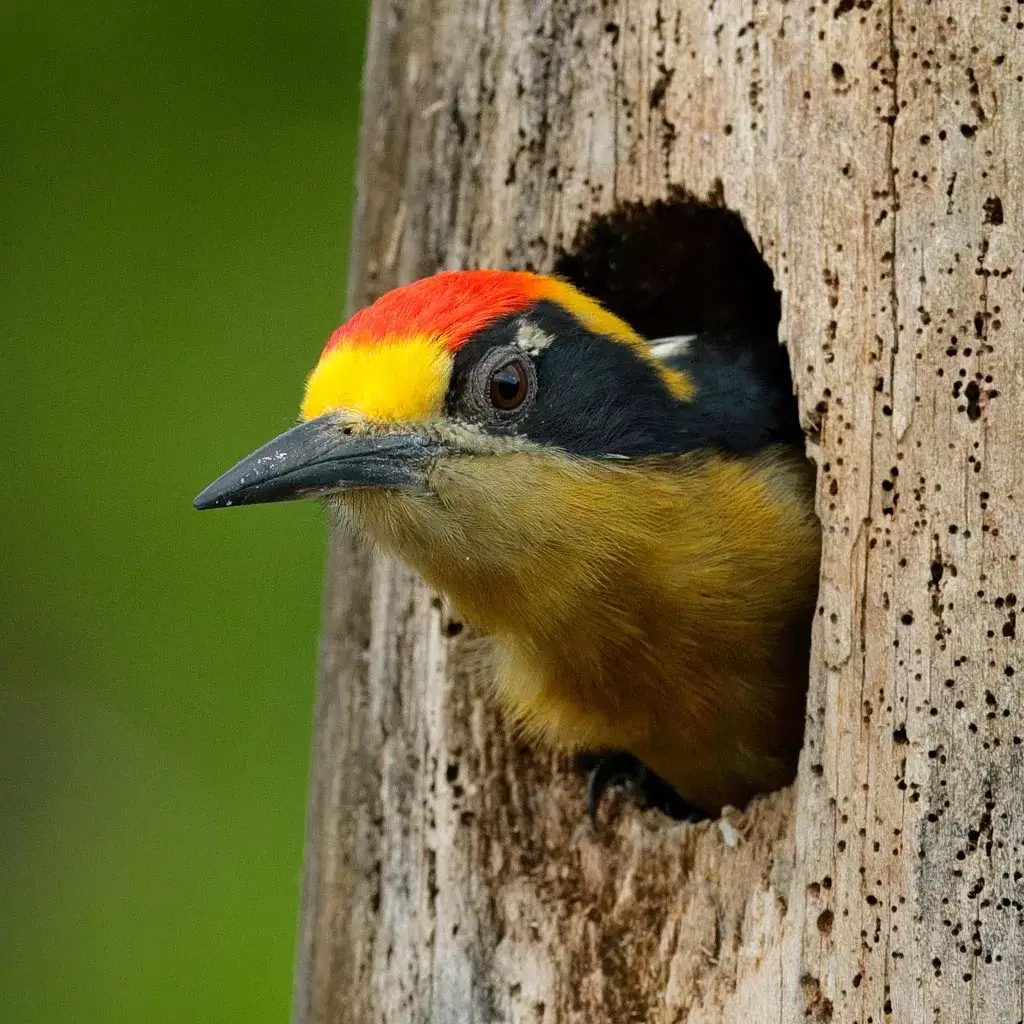 Bird-Watching