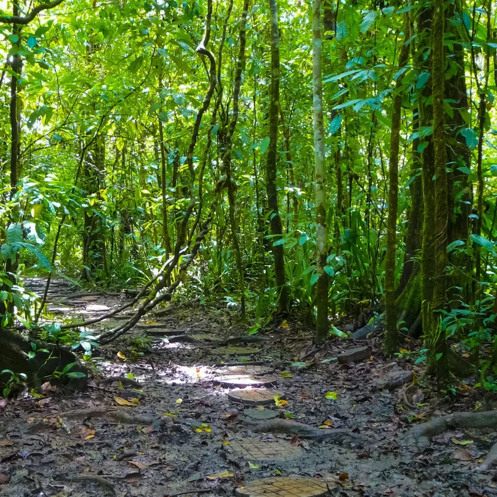 Full day Parque Nacional Corcovado + Buceo 2 tanques en Isla del Caño 7 Corcovado-Trail