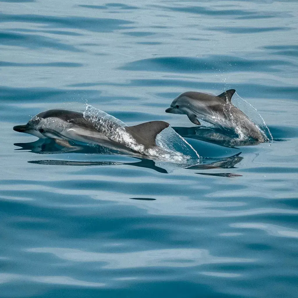 Dolphins-Corcovado