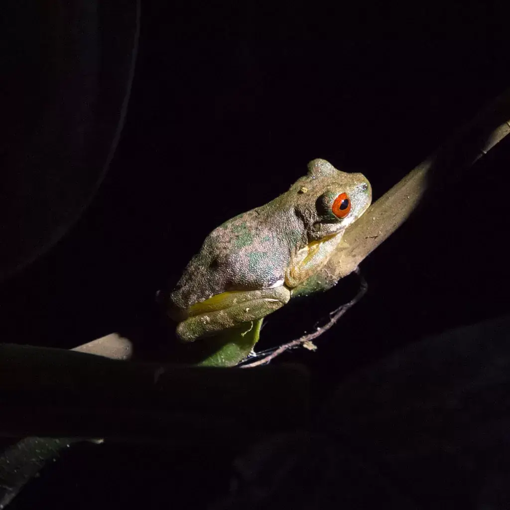 Frog-Corcado