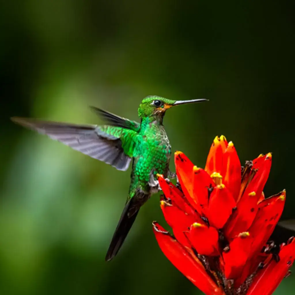Hummingbird-Drake-Bay