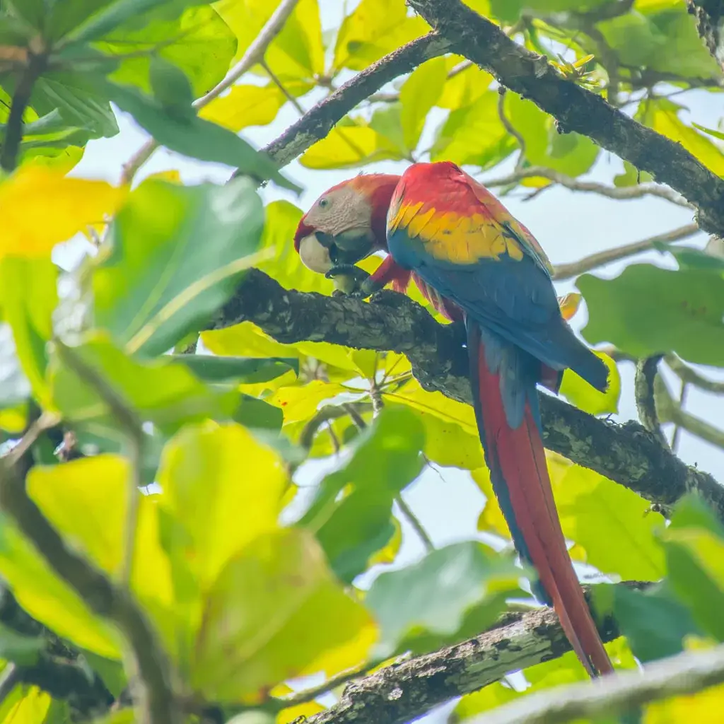 Macaw-Corcovado