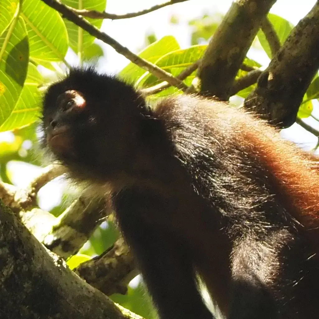 Full day Parque Nacional Corcovado + Buceo 2 tanques en Isla del Caño 8 Monkey-Corcovado-