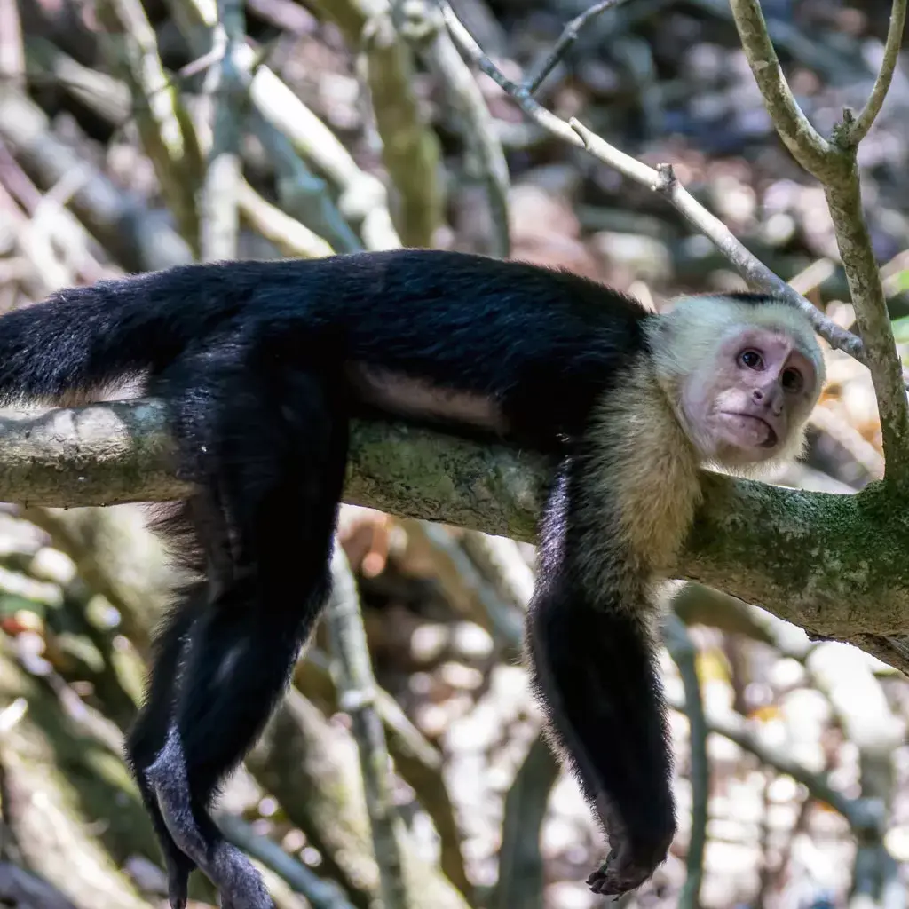 Monkey-Corcovado