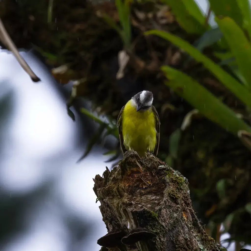 Pecho-amarillo-Costa-Rica