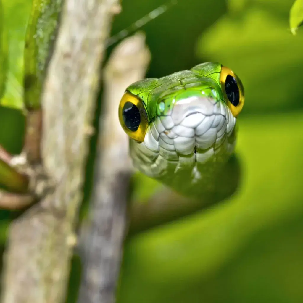 Full day Parque Nacional Corcovado + Buceo 2 tanques en Isla del Caño 6 Snake-Corcovado-