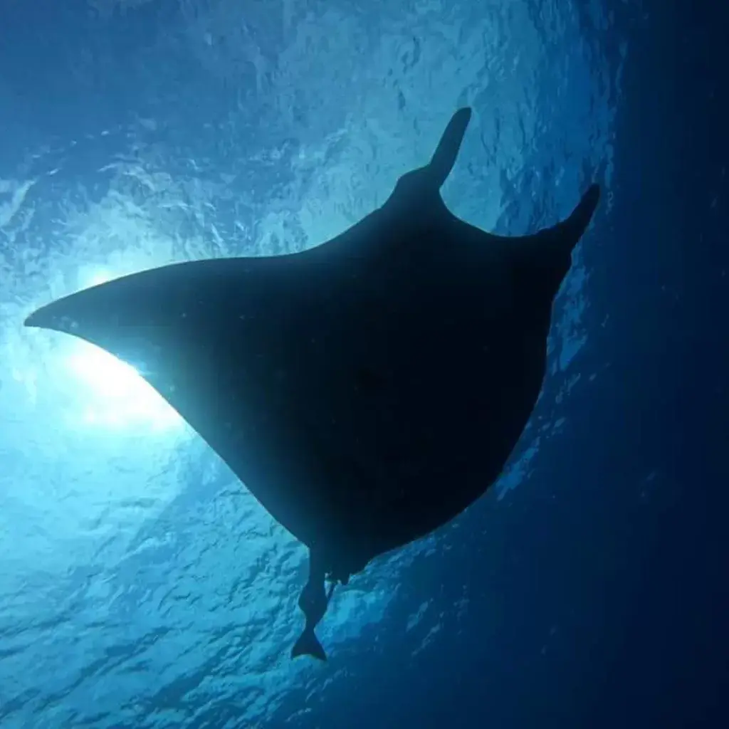Stingray