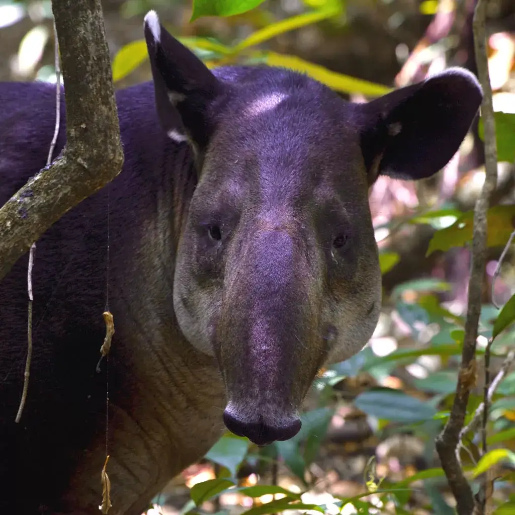 Tapir-Danta