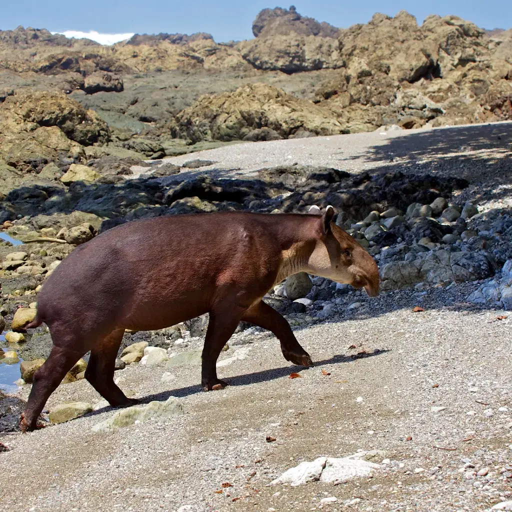 Tapir-Trail