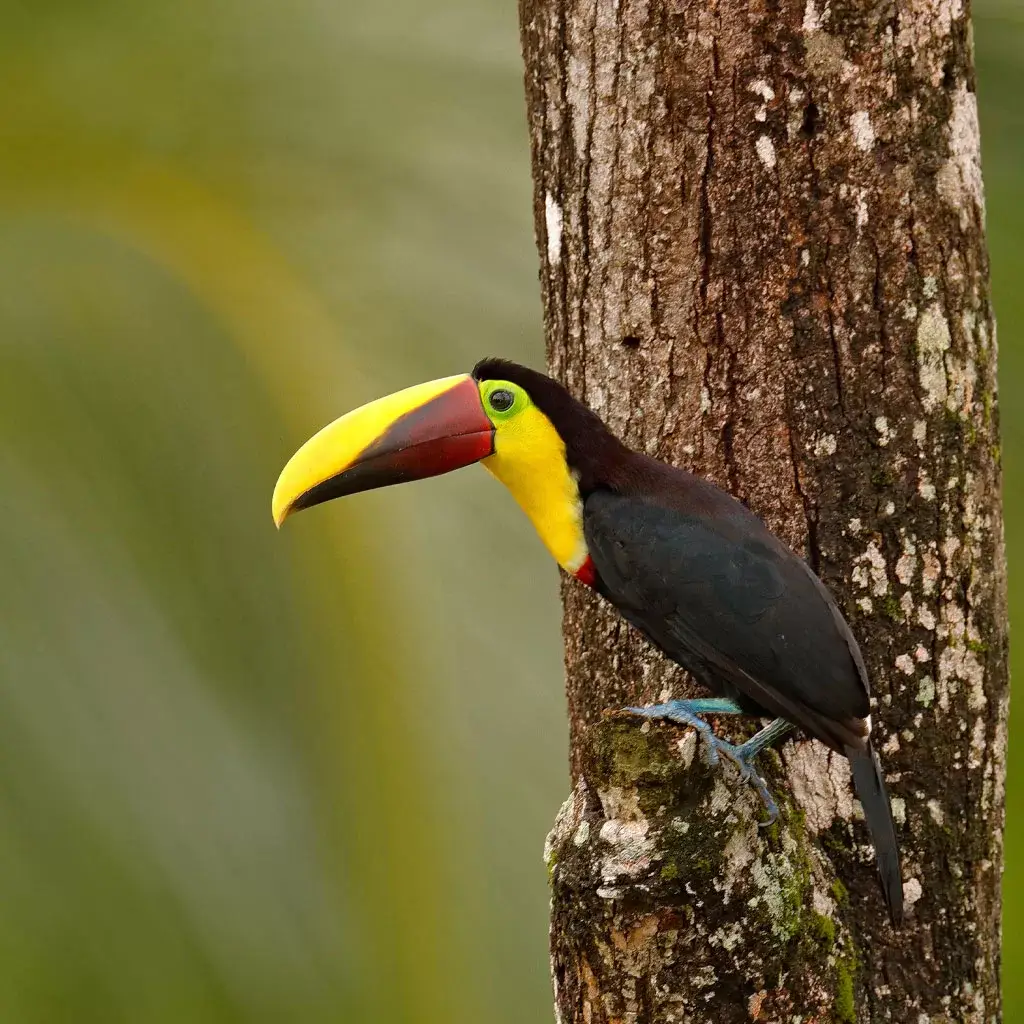 Toucan-Corcovado