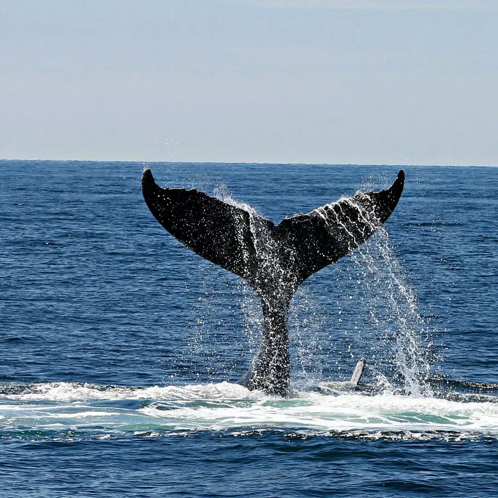 Whale-Cano-Island