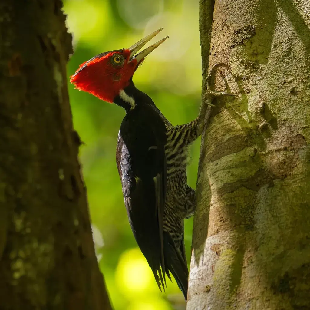Full day Parque Nacional Corcovado + Buceo 2 tanques en Isla del Caño 5 wood-bird