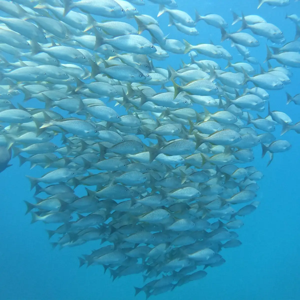 Banco de peces en cano island