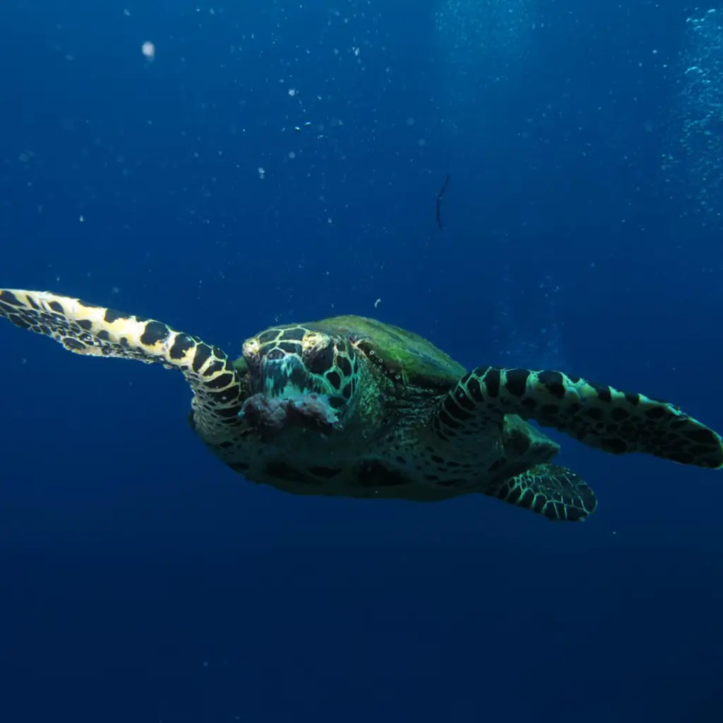 Tortugas marinas en cano island