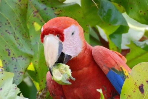 Bird-Costa-Rica.webp