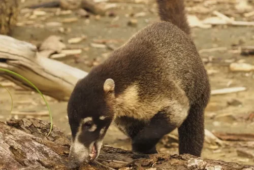 Coati-Costa-Rica.webp