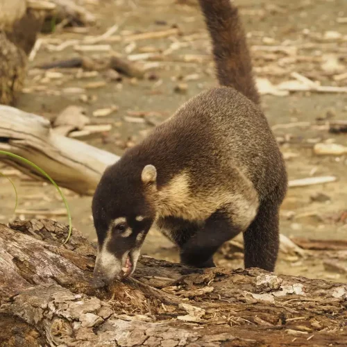 Coati-Costa-Rica.webp