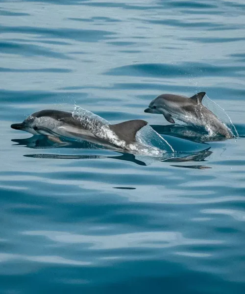 Dolphins-Drake-Bay.webp