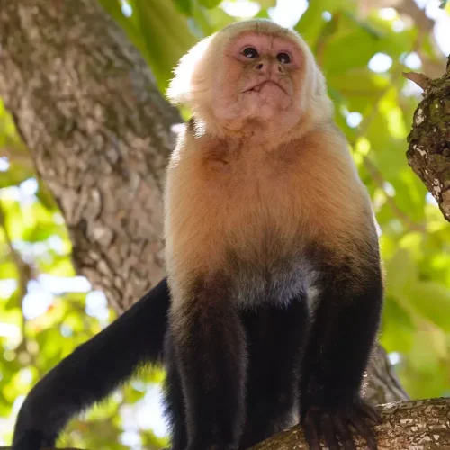 Monkey-Corcovado.webp