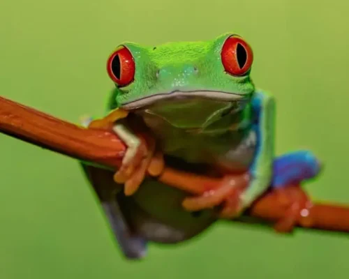 Red-Eyed Green Frog Corcovado National Park tour costa rica adventure