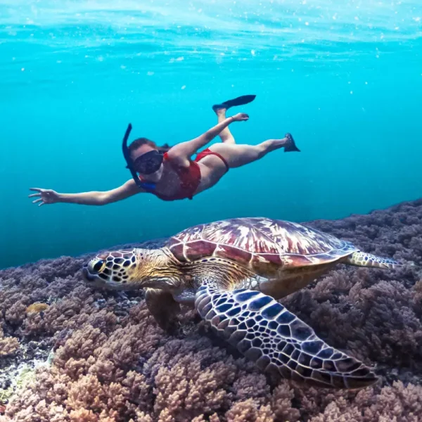 Snorkeling in Cano Island and turtles costa rica
