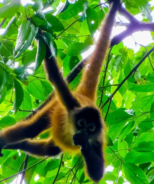 Spider-Monket-Costa-Rica.webp