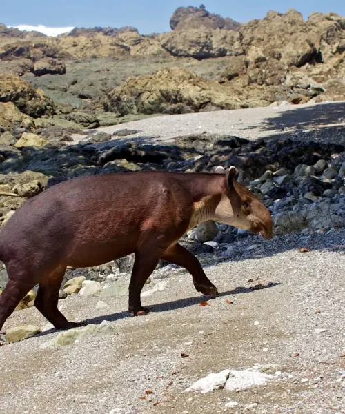 Tapir-Trail.webp