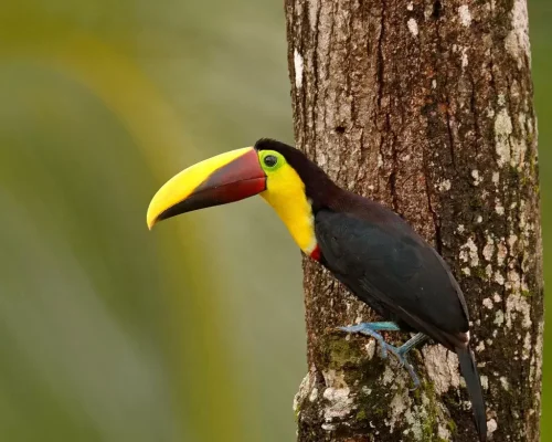 Toucan-Corcovado.webp