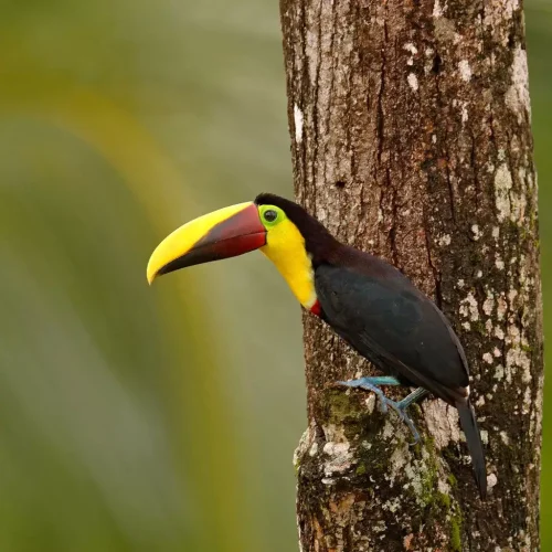 Toucan-Corcovado.webp