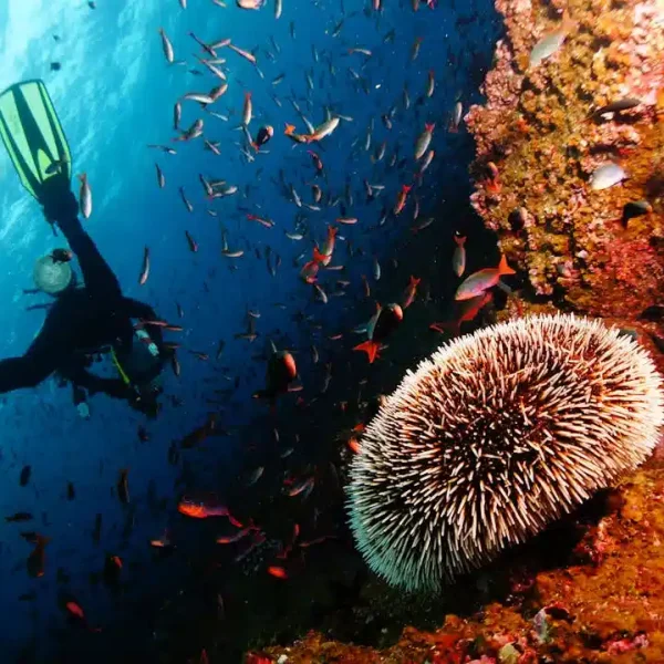 buceo-cr-02-1.webp