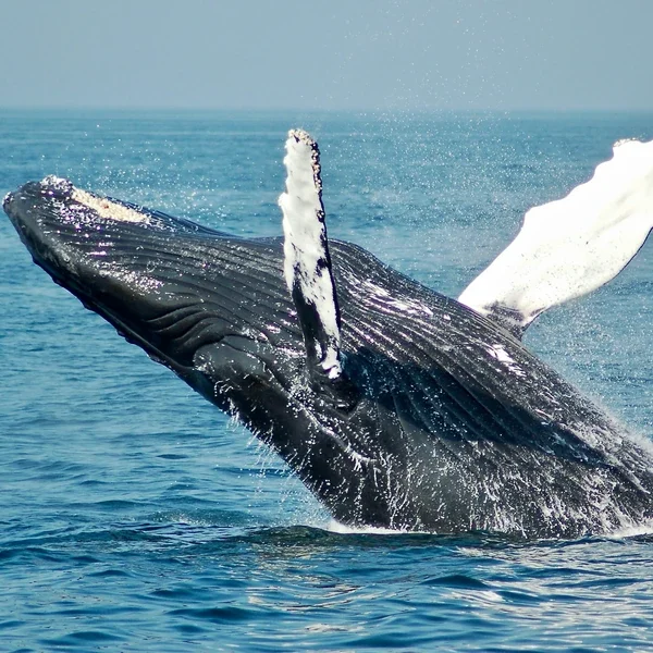 humpback-whale-drake-bay.webp