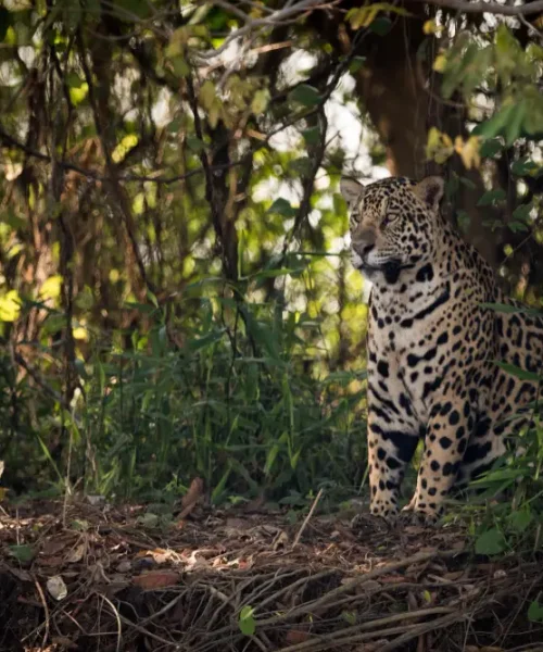 jaguar Corcovado National Park tour costa rica adventure