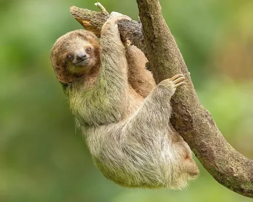 sloths Corcovado National Park tour costa rica adventure