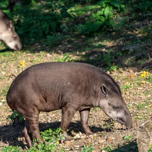 tapirs Corcovado National Park tour costa rica