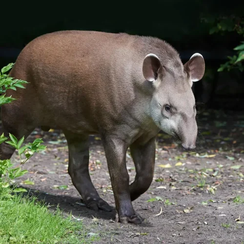 tapirs running Corcovado National Park tour costa rica