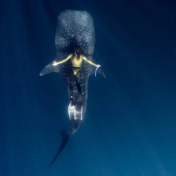 tiburon-ballena-05