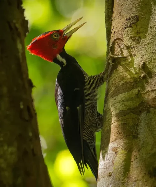 wood-bird.webp
